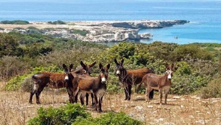 Tekos Golden Hill Hotel & Restaurant At Karpaz Agios Sergios エクステリア 写真